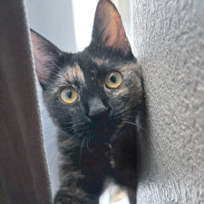 Beepy The Tortoiseshell