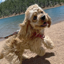 Ginkgo The Cocker Spaniel