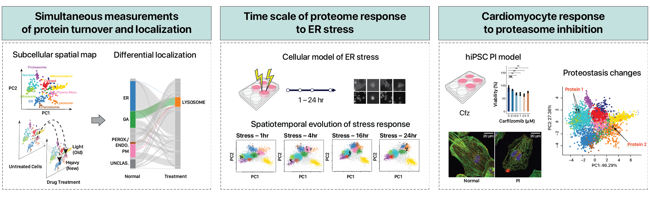 Spatiotemporal proteomics